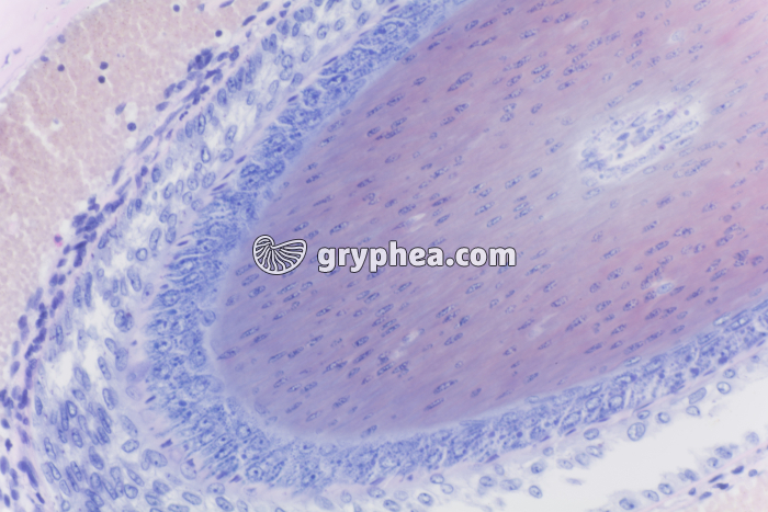 Peau avec glandes sébacées x100 - gryphea.org